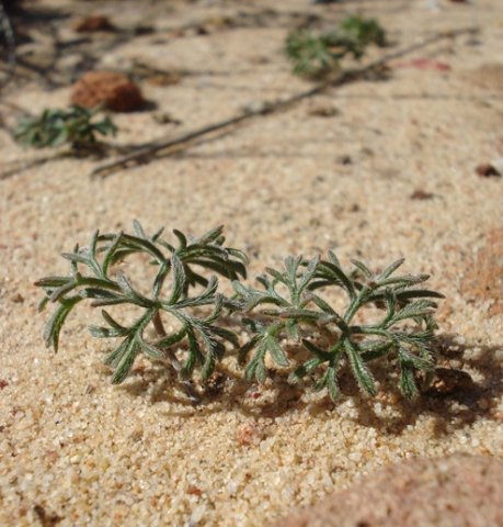 Pelargonium reflexum leaves